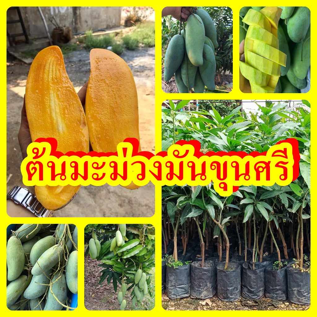 ต้นมะม่วงมันขุนศรี มีรสชาติเด่น 3 รส คือ หวาน มัน เปรี้ยว ต้นพันธุ์เสียบยอดสูง 30-40 ซม.รับประกันพัน