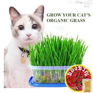 Grow your Cats organic grass/ Cat  Seed/ Cat Easy Grow Cat  Kitเมล็ดเชีย เมล็ดกุหลาบ เมล็ดดอกไม้ เมล็ดดอกดาวเรือง เมล็ดต