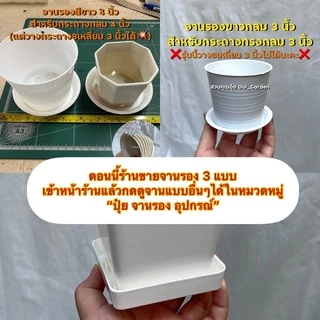 ช้อนเงินช้อนทอง ต้นไม้มงคล กระถาง3และ4นิ้ว คัดสวยๆให้ทุกต้น