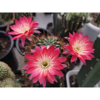 กระบองเพชร cactus โบลิเวีย Lobivia 112.5 สีแดงทูโทน สีใหม่ หน่อเด็ดสด ขนาด 2.2 - 3.2 ซม.