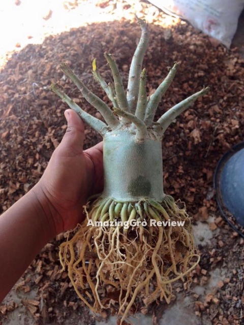 เจลเร่งราก Amazing Gro Rooting gel