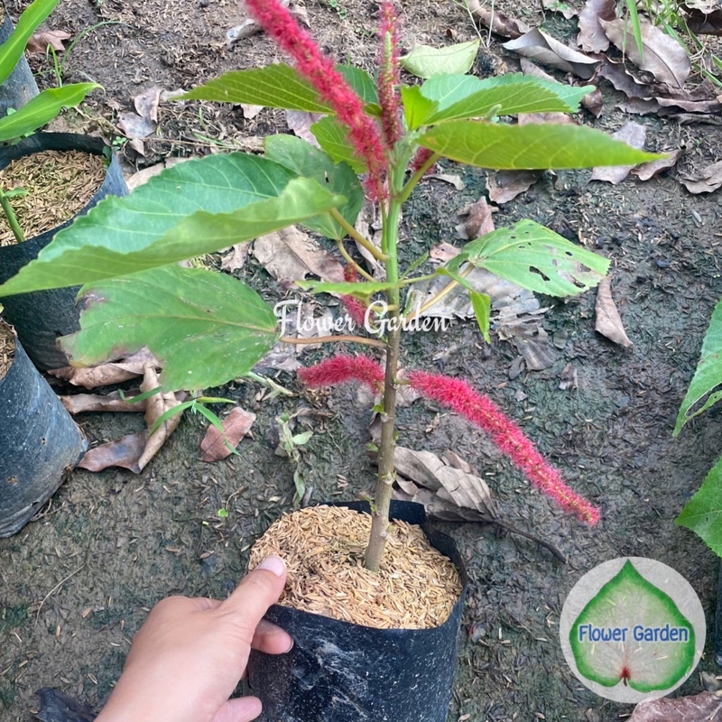 F262 ต้นหางกระรอก Acalypha Hispida สมุนไพร ดอกสีแดง แบบถุง พร้อมส่ง ราคา ถูกที่สุด ดีลบีเคเค แกลเลอรีภาพที่ 2