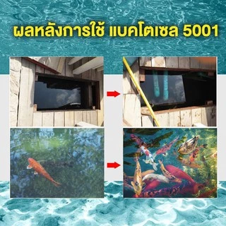 Bactocel 5001 1000cc จุลินทรีย์บ่อปลา ตู้ปลา ปรับสภาพน้ำใส ย่อยขี้ปลา แก้น้ำขุ่น ลดแอมโมเนีย
