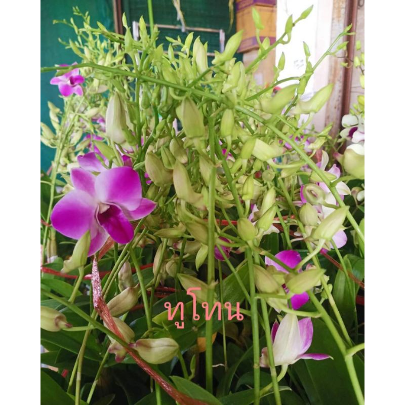 My Image 7