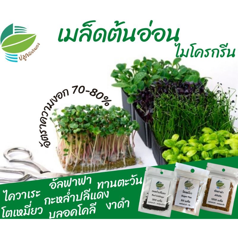 🌱✨เมล็ดพันธุ์ ต้นอ่อน ไมโครกรีน (Microgreen) อัลฟาฟ่า บลอคโคลี โตเหมี่ยว ไควาเระ  ผักบุ้ง ทานตะวัน เซเลอรี่ วอเตอร์เครส