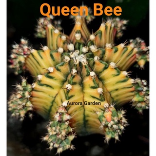 หน่อเด็ดสด แคคตัส ยิมโน พญาผึ้ง (Queen Bee)