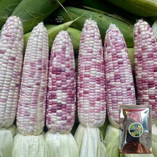 เมล็ดพันธุ์ข้าวโพดสวีทพิ้งค์ Sweet pink Corn seed บรรจุ 100 เมล็ด