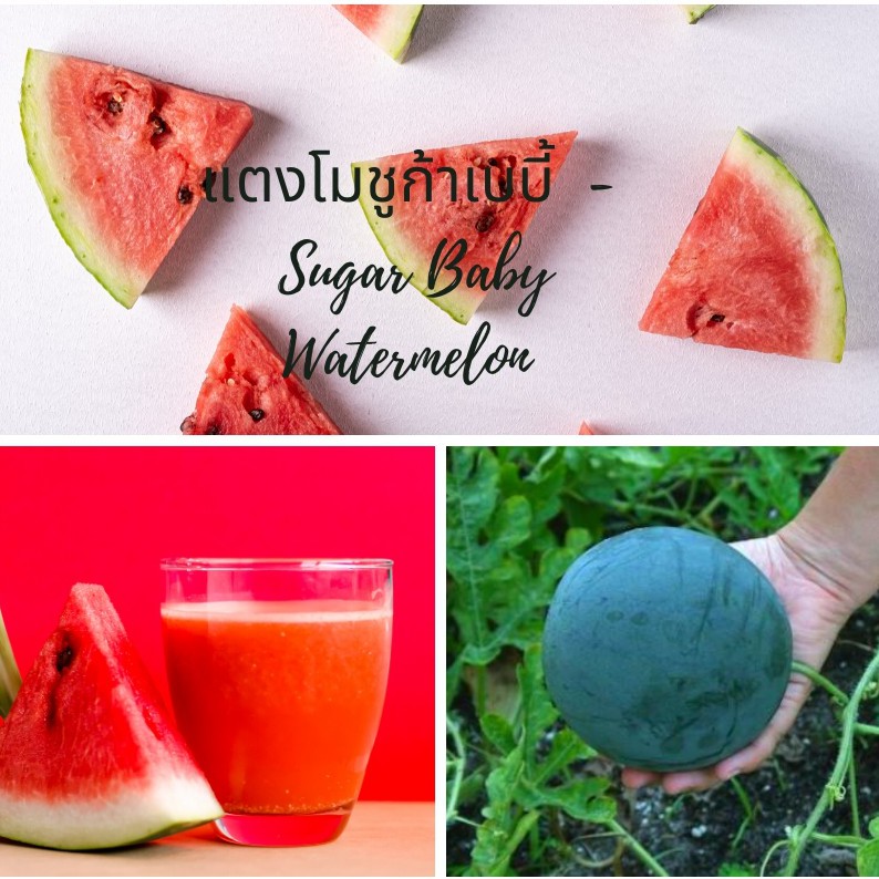 Sugarbaby watermelon แตงโมเปลือกเขียวดำ ปลูกในกระถางได้ บรรจุ 120 เมล็ด