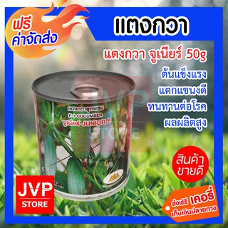 **ส่งฟรี**เมล็ดแตงกวาจูเนียร์ 50g. ตราภูเขาทอง ต้นแข็งแรง ติดผลดก แตกแขนงดี ทนทานต่อโรค ผลผลิตสูง