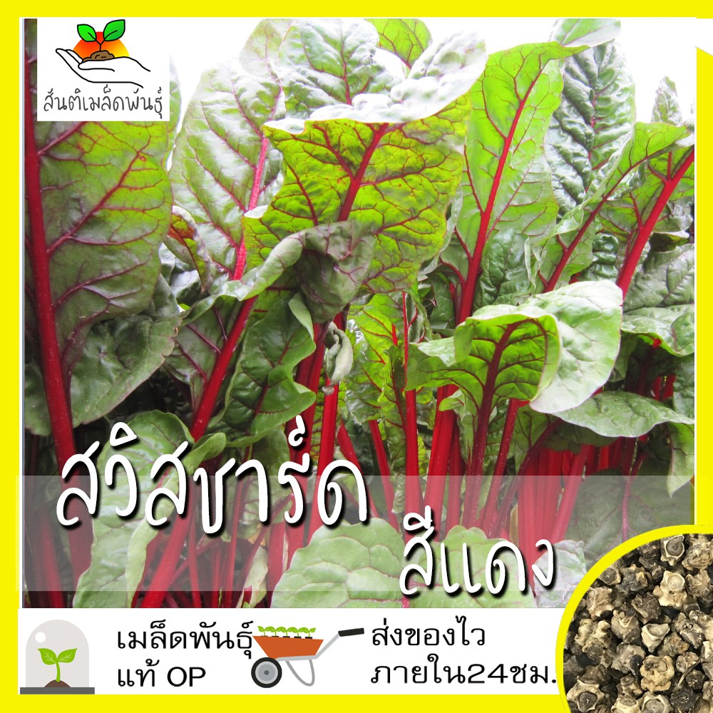 เมล็ดพันธุ์ สวิสชาร์ด สีแดง 100 เมล็ด Ruby Red Swiss Chard Seed เมล็ดพันธุ์แท้ นำเข้าจากต่างประเทศ โตไว ปลูกง่าย พืชผัก