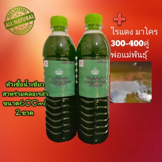 หัวเชื้อน้ำเขียวสาหร่ายคลอเรล่า2ขวดและไรแดง300-400คู่