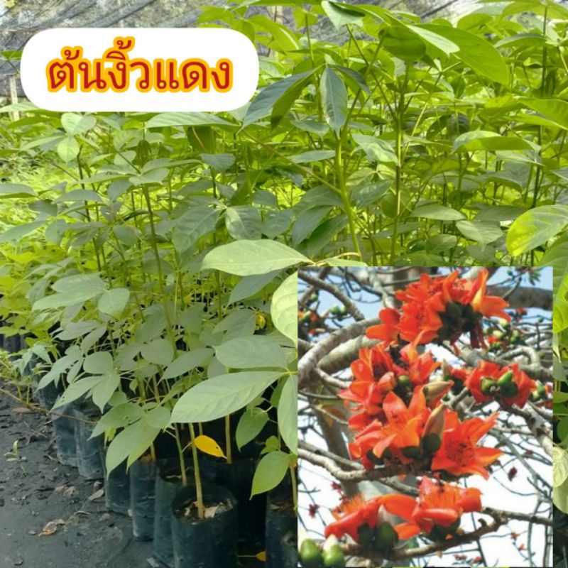 ต้นงิ้วแดง สูง30-70ซม.ฟรีค่าจัดส่ง