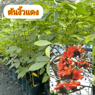 ต้นงิ้วแดง สูง50-80ซม.ฟรีค่าจัดส่ง