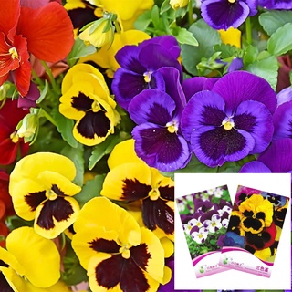 เมล็ดดอกแพนซี่/ไวโอล่า/ดอกหน้าแมว 50 เมล็ด Pansy(Viola) เมล็ดนำเข้า