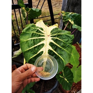 เมล็ดไวท์ลาวา Colocasia White Lava บอนด่าง พร้อมชุดชำเพาะปลูก 129