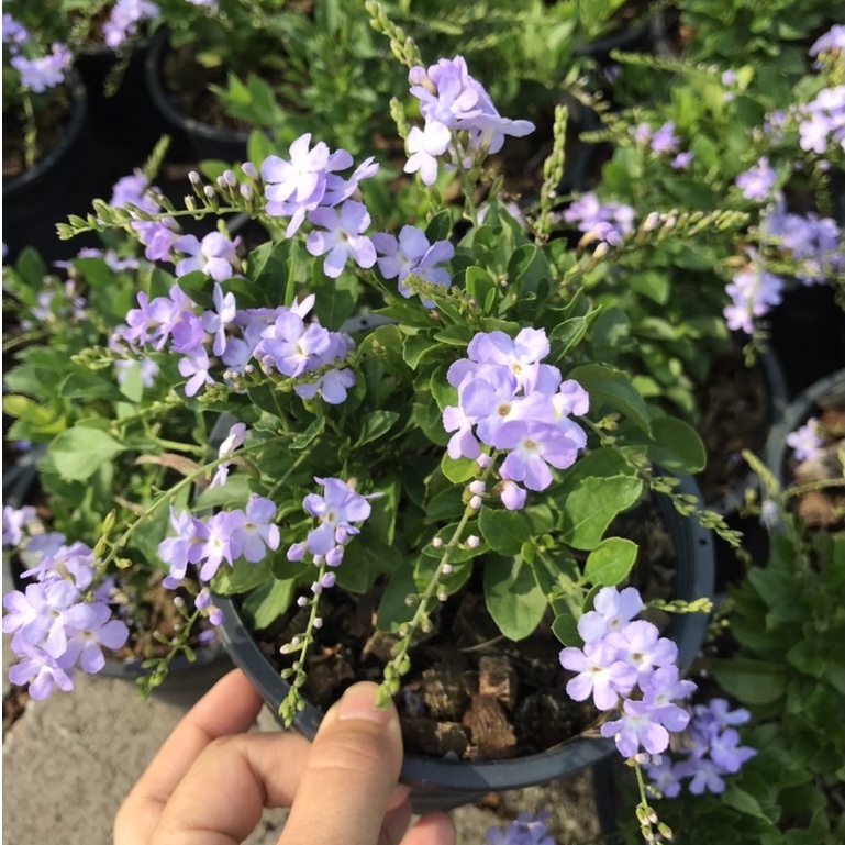 มุมมอง 4