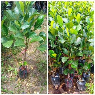 ต้นขนุนพันธุ์เพชรราชาแบบกิ่งทาบ🌱🌿🌱🌿