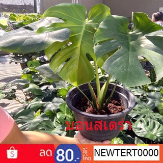 ต้นมอนสเตร่าMonstera ฟอกอากาศ กรถาง11นิ้ว