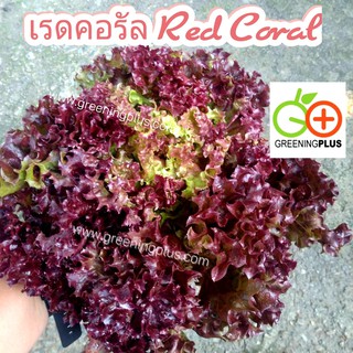 เรด คอรัล red coral (CONCORDE) Dutch 500 pills(เมล็ดเคลือบ)