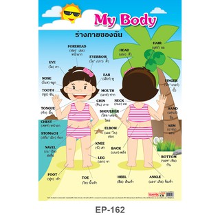 โปสเตอร์เรื่องร่างกายของฉัน My Body #EP-162 โปสเตอร์สื่อการเรียนรู้ โปสเตอร์สื่อการเรียนการสอน โปสเตอร์พลาสติก PP