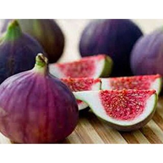 Fig ต้นมะเดื่อฝรั่ง พันธุ์ Violet de Bordeaux (วีดีบี) จัดส่งพร้อมกระถาง 6 นิ้ว ลำต้นสูง 50ซม