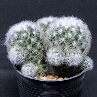 Mammillaria Camenae (แมมคามิเน่) ขนาดใหญ่