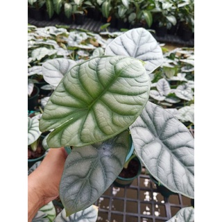 อโลคาเซีย ซิลเว่อร์ ดราก้อน สเกล Alocasia silver dragon scale