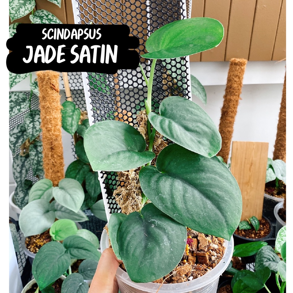 พลูหัวใจแนบ Scindapsus Jade satin เจดซาติน🌿