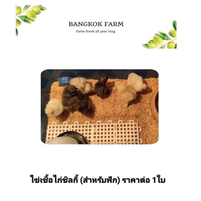 ไข่เชื้อไก่ซิลกี้ (สำหรับฟัก) ราคาต่อ 1ใบ