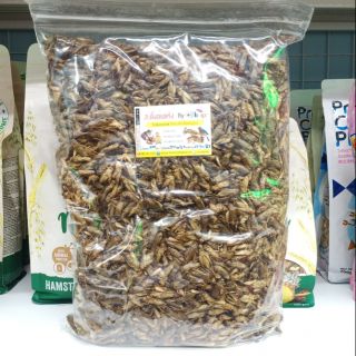 สะดิ้ง จิ้งหรีด อบแห้งขนาด 500g สำหรับสัตว์เลี้ยง