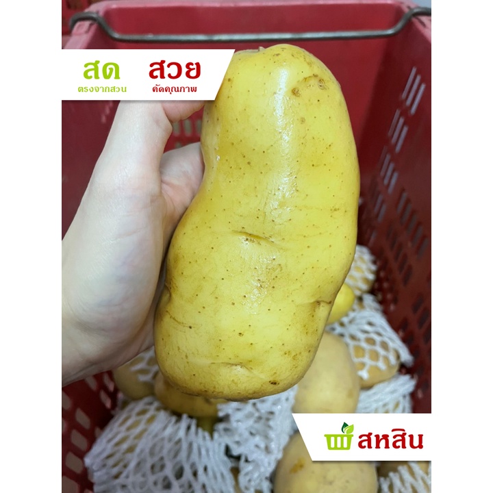 มันฝรั่ง 🥔 1 กิโลกรัม สดจริง ผิวสวย คัดเกรดคุณภาพ ทอดสวย อบ ต้ม มี 2 ขนาดให้เลือก 3-4 ลูก/กก และ 5-7 ลูก/กก