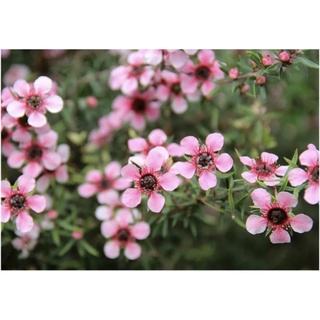 เมล็ดพันธุ์ มานูก้า สีชมพู (นิวซีแลนด์)/Manuka Seeds Bight Pink (New Zealand) 100+เมล็ด