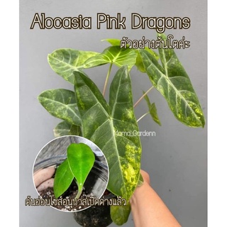 พร้อมส่ง⚡พิ้งดราก้อนต้นอนุบาลติดด่าง Alocasia Pink Dragon Var. (เนื้อเยื่อ)​