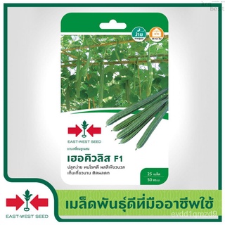 เมล็ดอวบอ้วน100%East-West Seed เมล็ดพันธุ์บวบเหลี่ยม (Luffa seeds) เฮอคิวลิส F1  เมล็ดพันธุ์ผัก เมล็ดพันธุ์ ผักสวนครัว