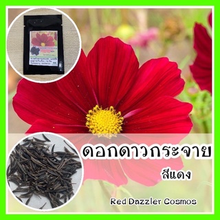 พร้อมส่ง ❗ รหัส 094  เมล็ดพันธุ์ แท้ OP  ดาวกระจายแดง - Red Dazzler Cosmos ดอกคอสมอส พันธุ์ดอกไม้ ไม้ดอกไม้ประดับ