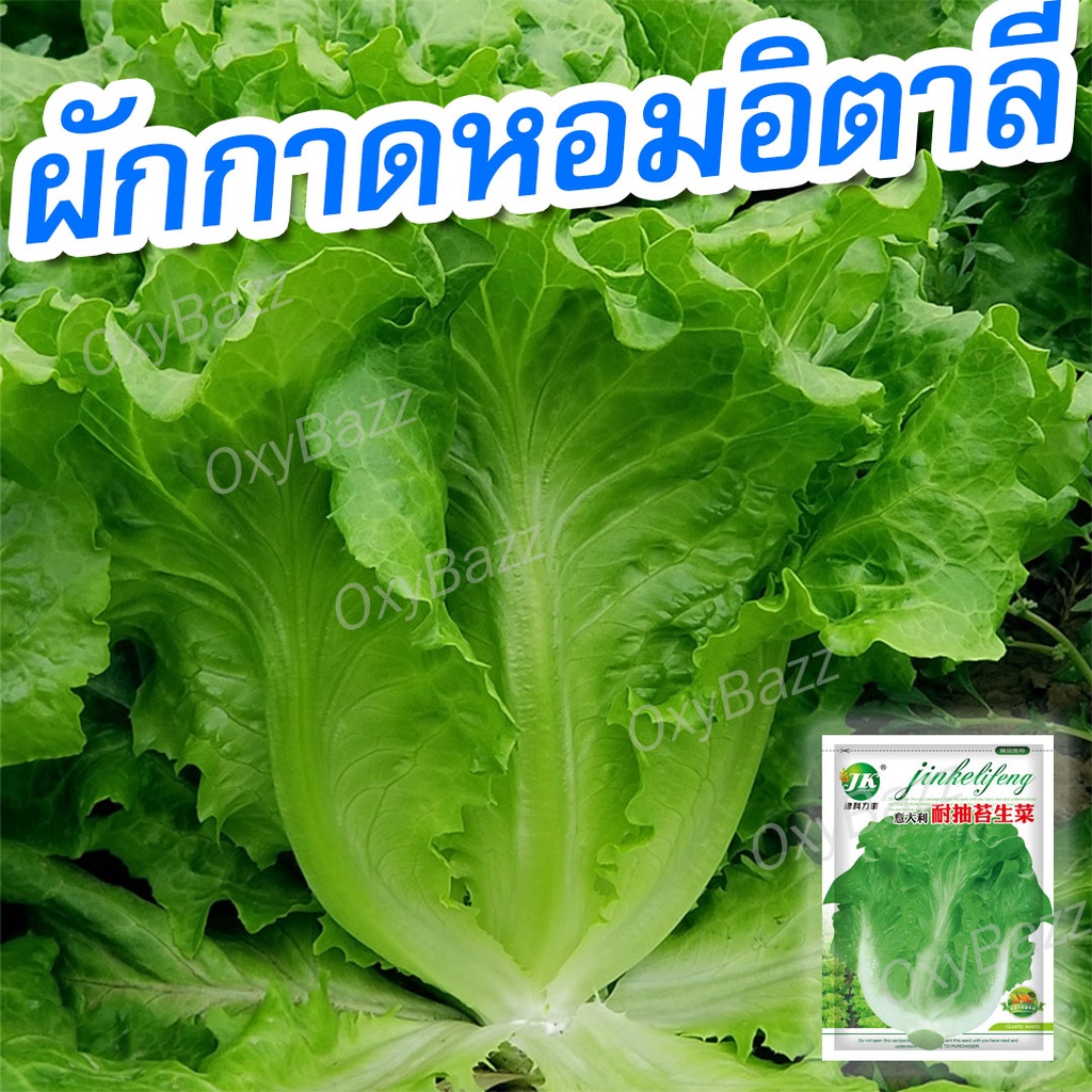 เมล็ดผักกาดหอมอิตาลี 5,000เมล็ด เมล็ดผักสลัด เมล็ดผักกาดหอม