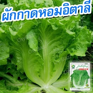 เมล็ดผักกาดหอมอิตาลี 5,000เมล็ด เมล็ดผักสลัด เมล็ดผักกาดหอม