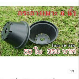 กระถางชามเพาะ 6 นิ้ว 50 ใบ 350 บาท