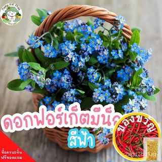 เมล็ดพันธุ์ ดอกฟอร์เก็ตมีน็อต Forget Me Not 100 เมล็ด เมล็ดพันธุ์แท้ นำเข้าจากต่างประเทศ ปลูกง่าย ไม่กลายพันธุ์ (ซื้อ 5