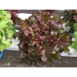 เมล็ดพันธุ์ สลัดเรดโอ๊ค (Red Oak Lettuce) =500เมล็ด