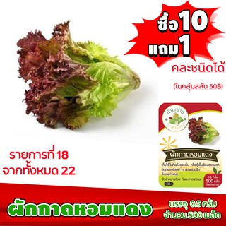 (ซื้อ10แถม1 ฟรีคู่มือ) เมล็ดพันธุ์ ผักกาดหอม แดง RED RAPIDS 0.5กรัม (ประมาณ 500เมล็ด) ทำมะชาดฟาร์ม ผักสลัด