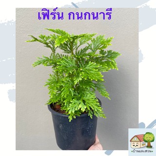 ต้นเฟิร์นกนกนารี กระถางดำ 5 นิ้ว เฟิร์นไม้ใบเขียวสวยมีเอกลักษณ์
