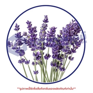 E003LD Lavender Essential Oil : น้ำมันหอมระเหย ดอกลาเวนเดอร์