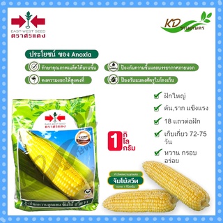 ข้าวโพดหวานลูกผสมจัมโบ้สวีท Sweet Corn 1 กิโลกรัม ตราศรแดง ฝักใหญ่ ติดฝักดี เมล็ดเรียงเต็มฝัก