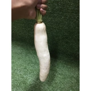 หัวไชเท้าสด ⬜ - หัวไชเท้าขาว ผักผลไม้