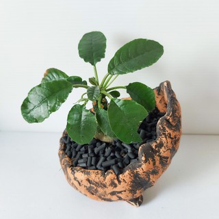 กระถางดินเผา ปั้นมือ handmade ลายคลาสสิค กระถางแคคตัส ทำมือ