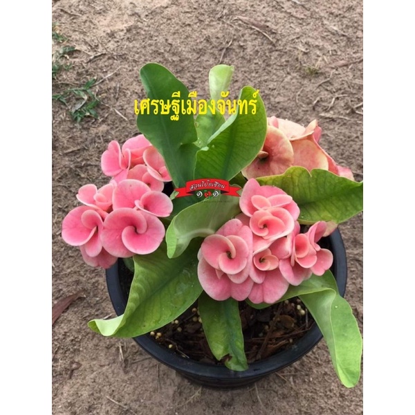 ขายกิ่งชำโป๊ยเซียนราคา 59 บาท สายพันธุ์ “เศรษฐีเมืองจันทร์” (ดอกชมพูใหญ่และหนามาก) กิ่งชำไม่ติดดอก ในกระถาง2นิ้ว