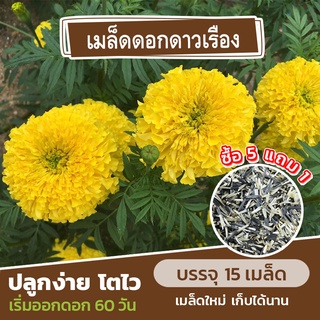 เมล็ดพันธุ์ ดอกดาวเรือง แบ่งขาย 15 เมล็ด (ซื้อ 5 แถม 1)✨ ดอกคำปู้จู้