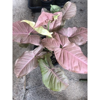 Syngonium pink ออมชมภู