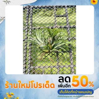 สับปะรดสี ไอโอนันทา (Tillandsia Ionantha) เซต 50ต้น+2แถม